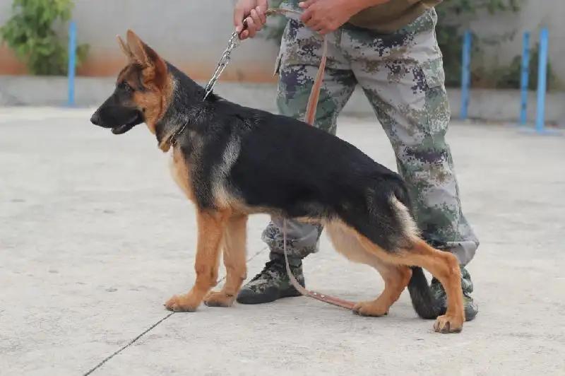 德牧价格多少钱一只？德牧的训练方法和技巧你知道吗？