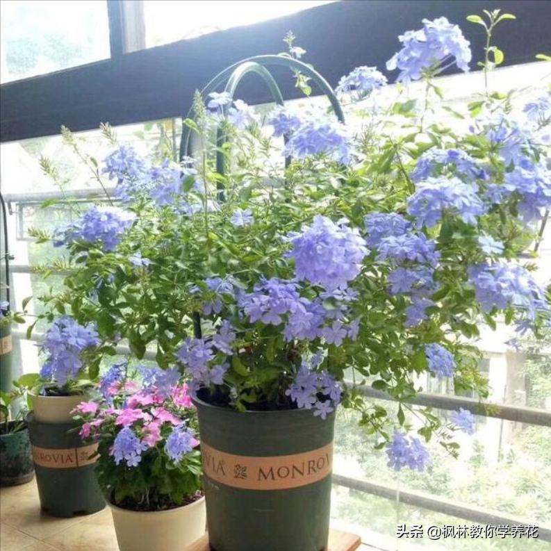 6种花夏天要遮阴养护,6种花适合新手养护轻松开爆盆