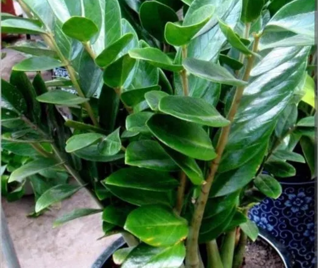 金钱树长新芽怎么养护,金钱树新芽一直长高