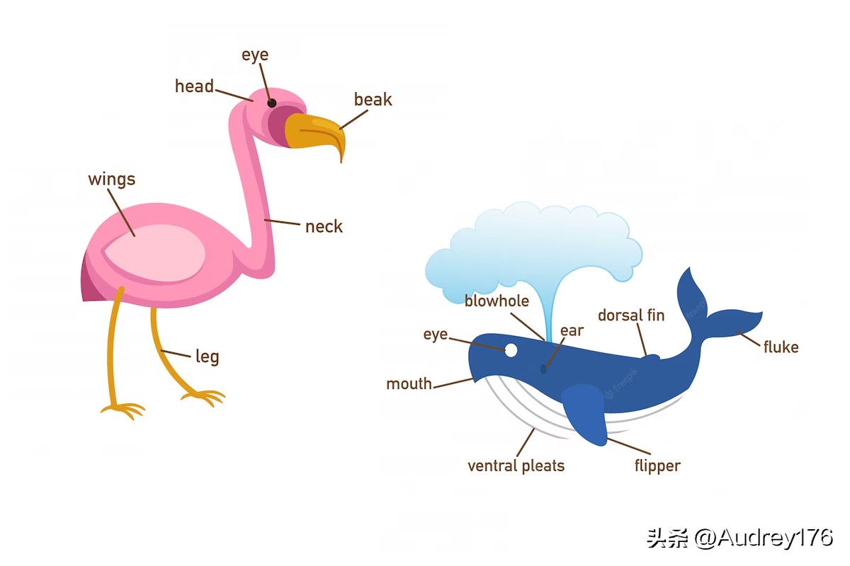 动物身体英语单词,动物身体部位英语