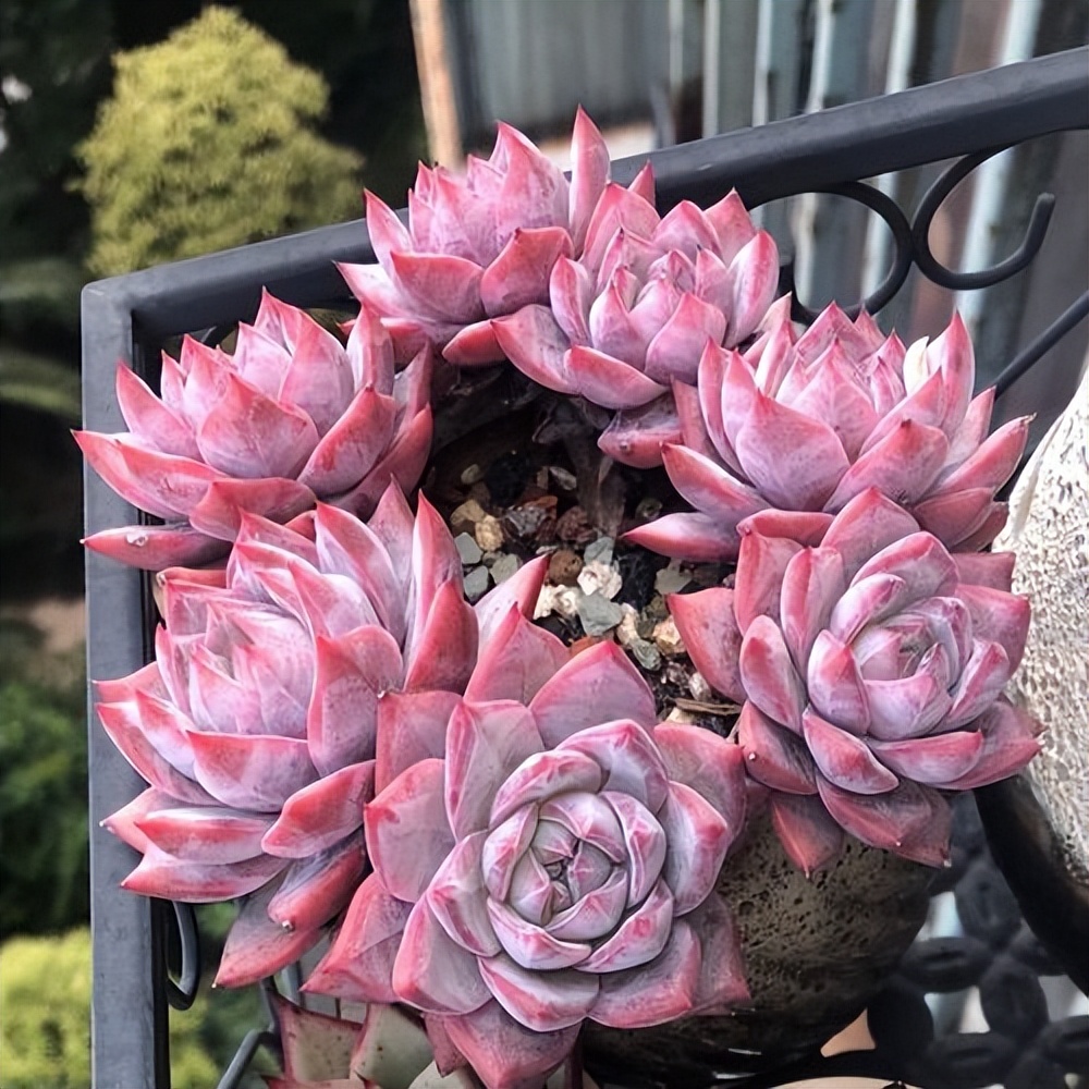 好看粉色多肉植物,初恋的多肉和紫珍珠图片