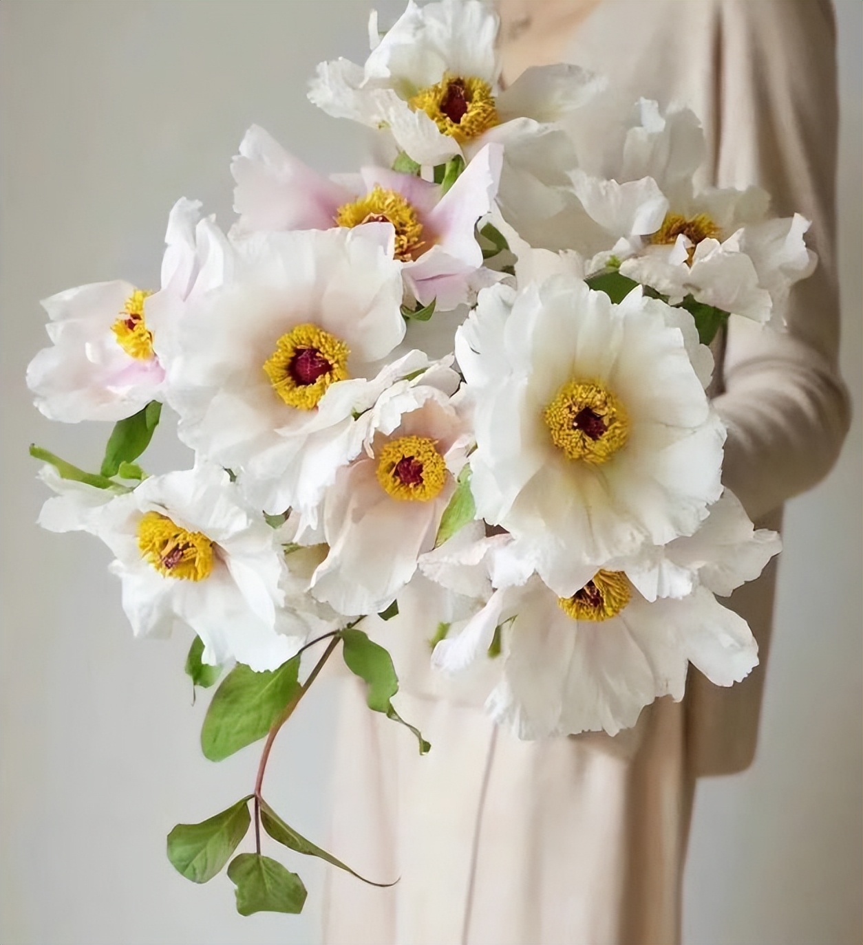 古代的牡丹鲜花如何保鲜