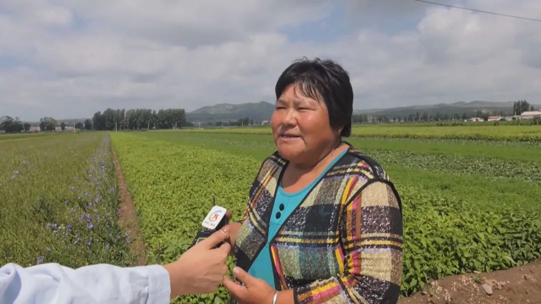 鑻﹁嵂鏉愮鍑虹敎鐢熸椿,鑻﹁嵂鏉愮鍑虹敎鏃ュ瓙