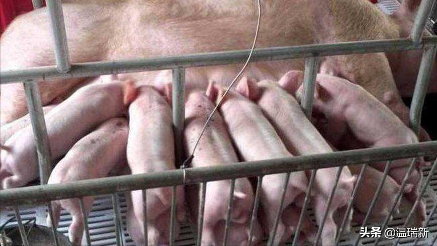 哺乳仔猪腹泻原因和防治措施论文,哺乳仔猪腹泻原因及防治前言