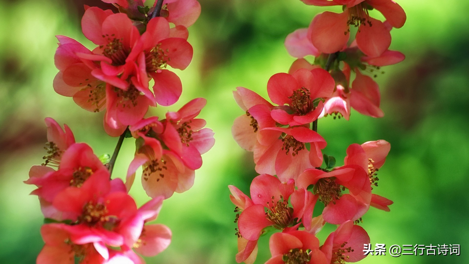 愿有人待你如初从此深情不被辜负,愿你温暖如初的经典语录