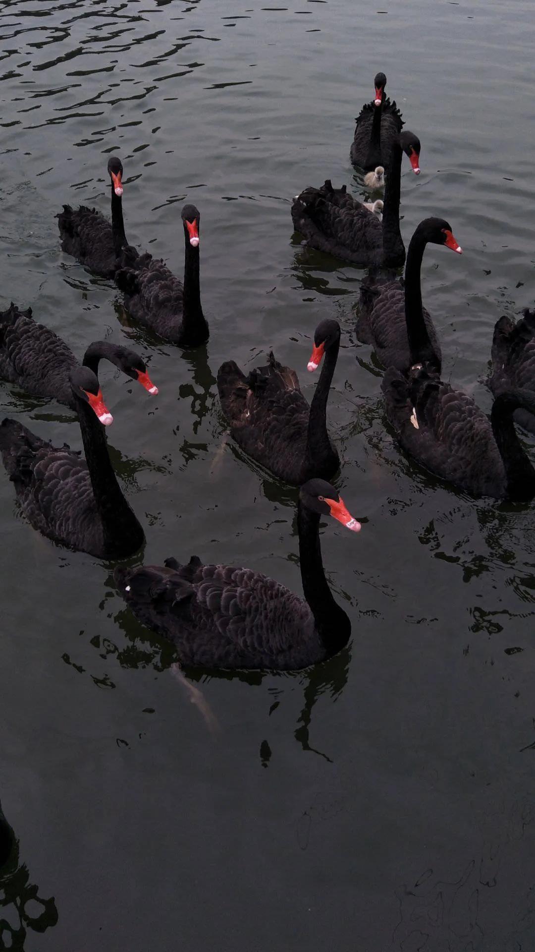 暗黑壁纸女生霸气,壁纸暗黑高级质感