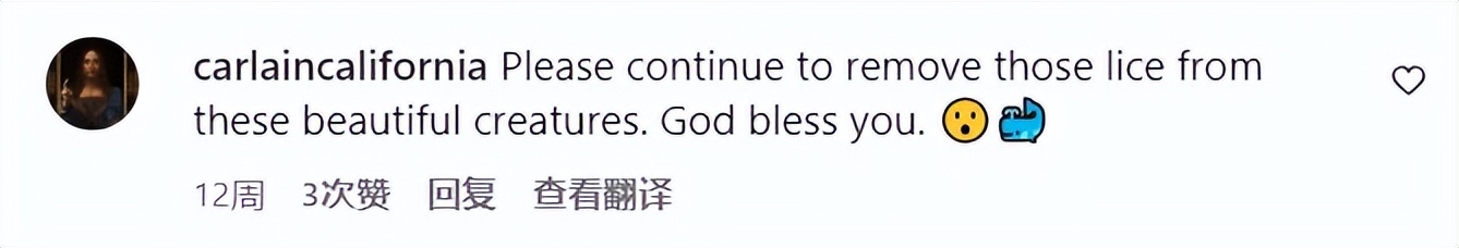 身上虱子太多，灰鲸无奈找人类帮忙，墨西哥船长秒变“搓澡工”！