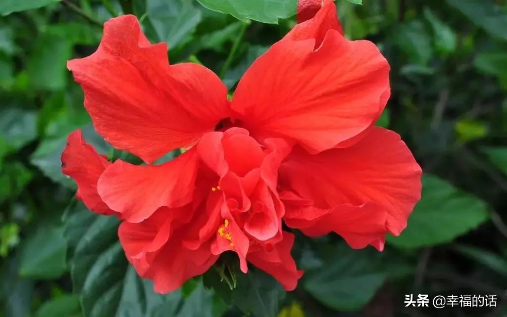 英国国花世界各国的国花,各种国家的国花大全