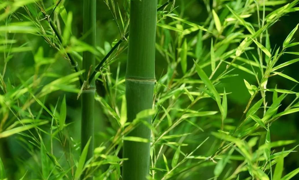 农村小伙养羊新模式年挣2亿元,河南大哥养羊赚了8000万