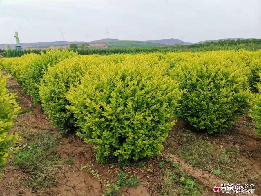 绿化苗木验收小妙招,苗木进场验收需注意哪些