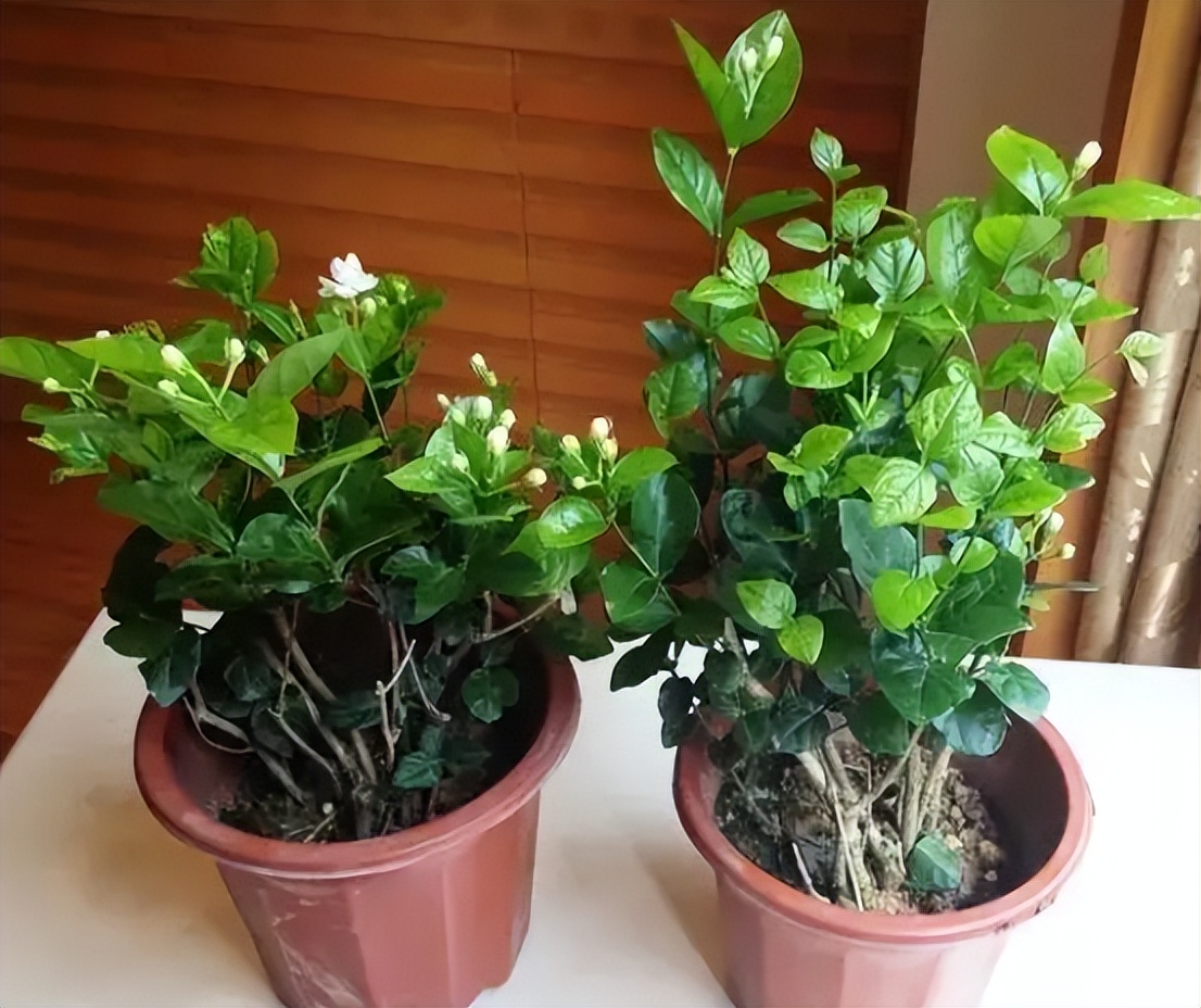 黄叶病如何阻止,黄叶烂根花怎么养最佳图文