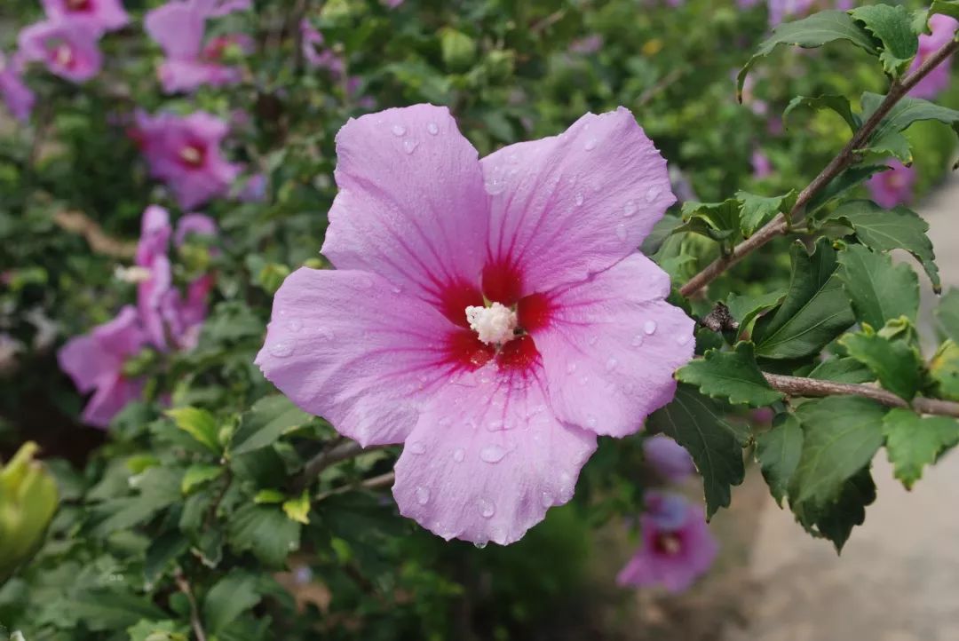 150种常见药用植物大全,150余种常见药用植物花期组图