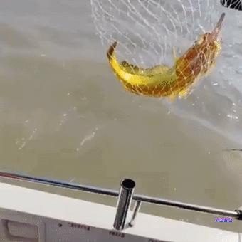 游客钓到野生大黄鱼全身金光闪闪,浙江钓友上野生三斤多大黄鱼