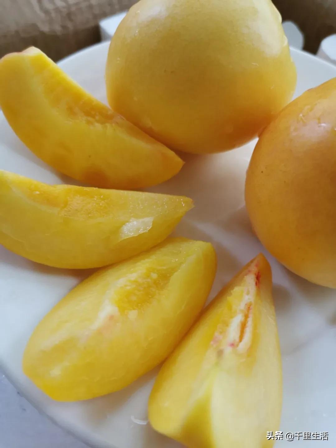 桃子熟了山东蒙阴黄桃,蒙阴蜜桃中国三大名桃