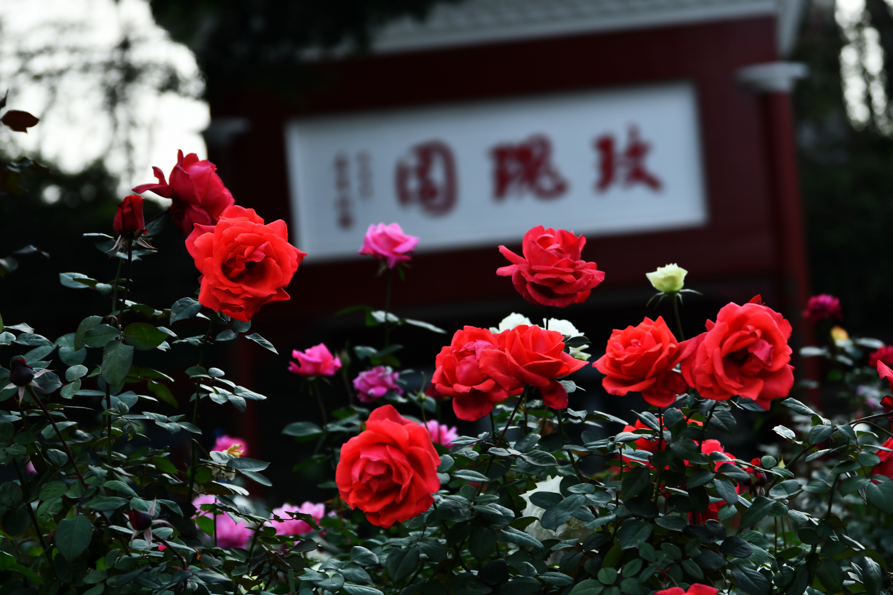 广州市番禺区宝墨园攻略,广州宝墨园景观