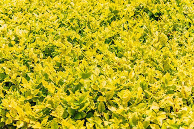 小叶女贞,小叶女贞球