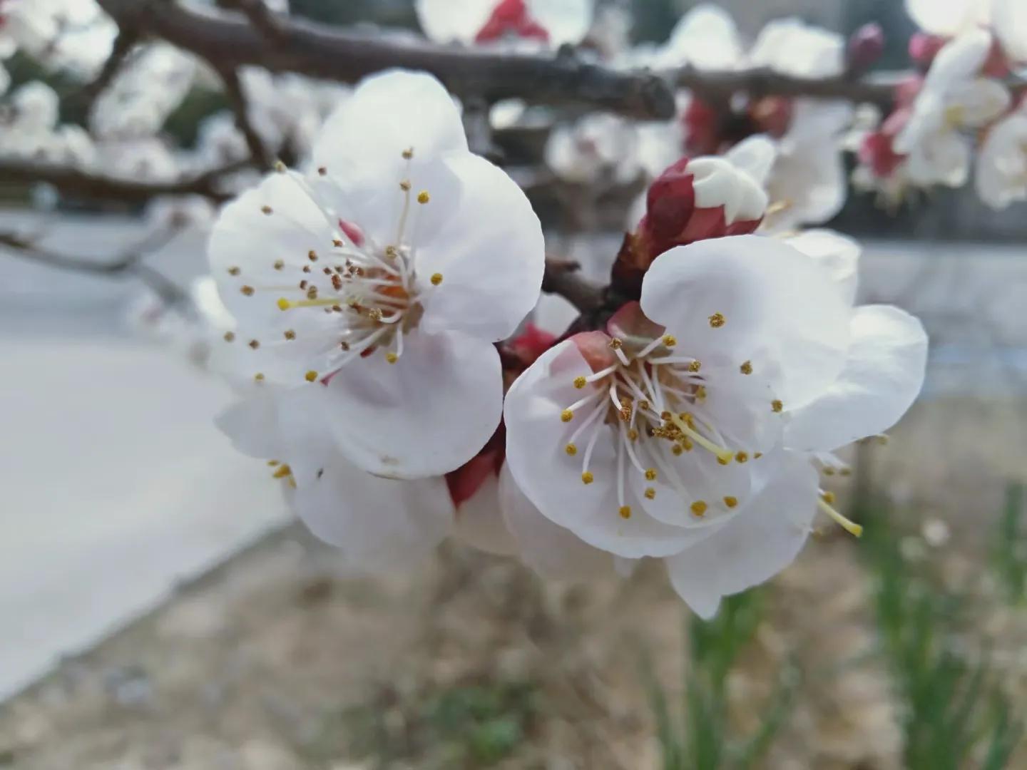 梁尔源：狼和羊（组诗）