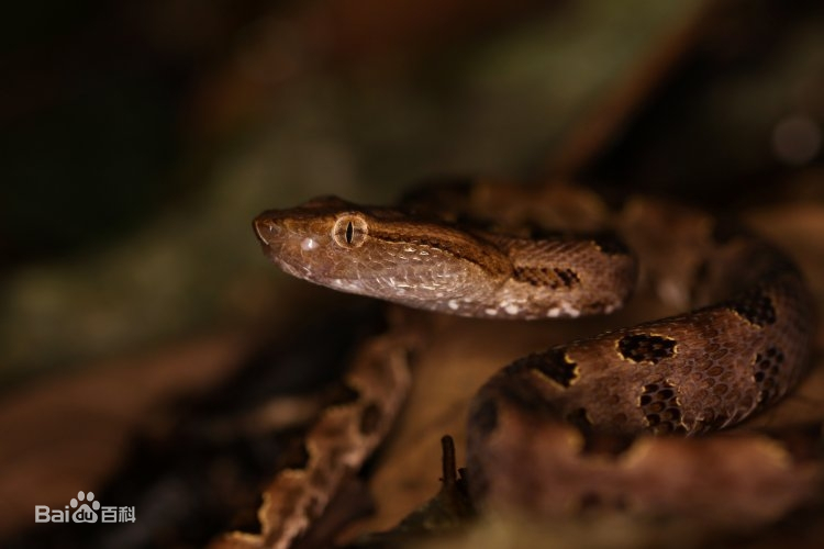 中国境内蛇类大全，11种（Ⅶ），恐蛇者勿入！
