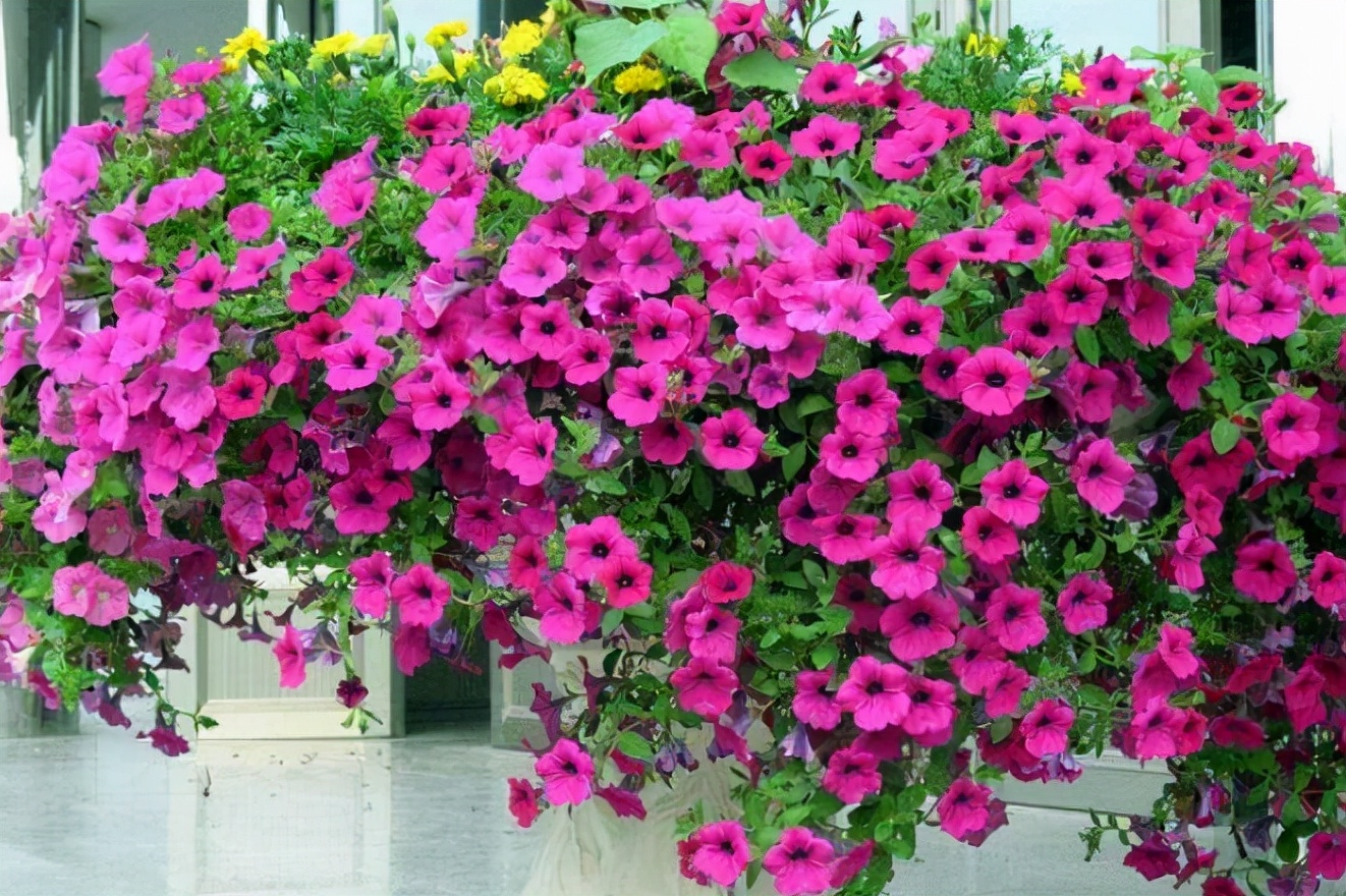 10种春天的花图片,适合春天种夏秋开的花