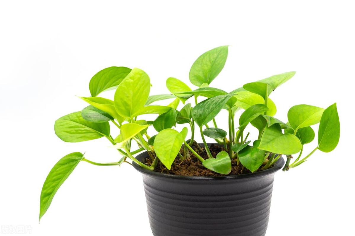 绿萝枝叶修剪完不要扔，还能插水里繁殖好几盆