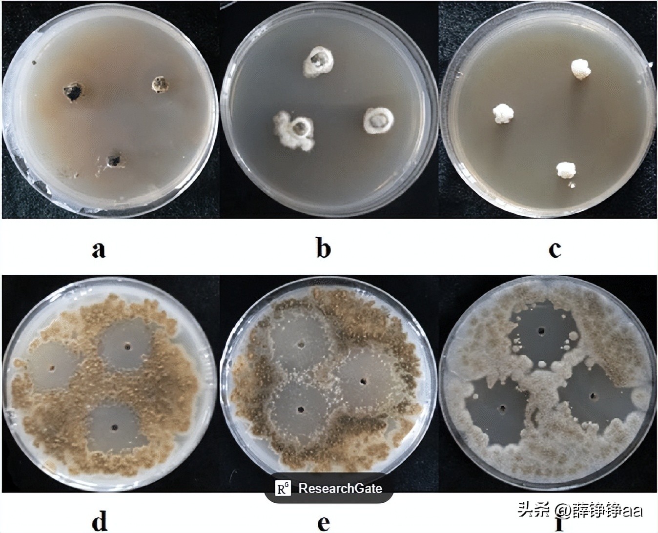薄荷精油详细介绍,薄荷精油具有温和的能力