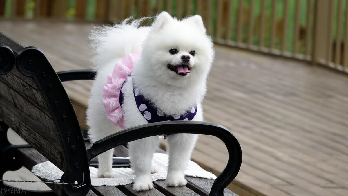 工资不多但很会养博美！（穷养篇）