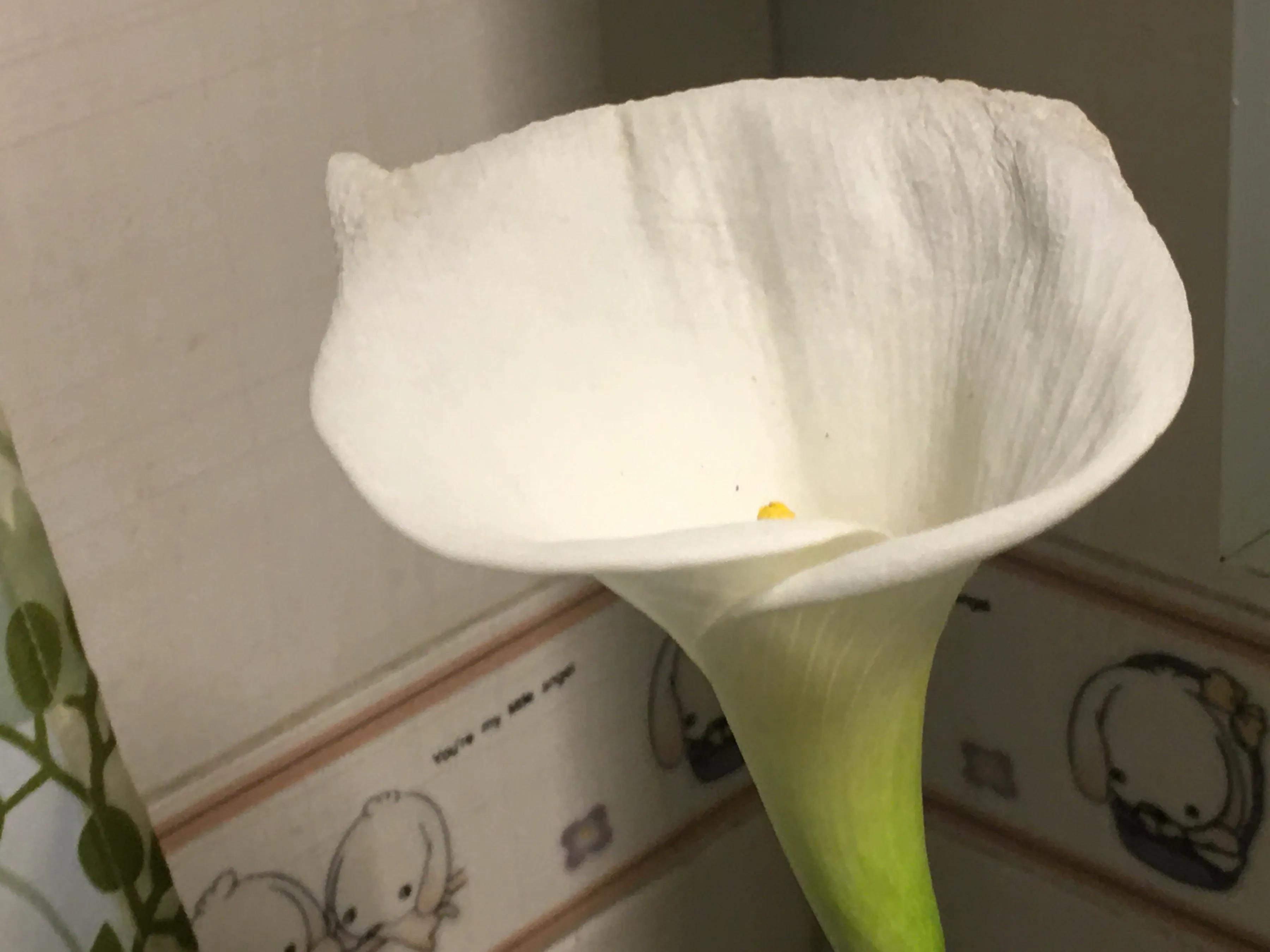 白马蹄莲跟彩色马蹄莲哪个品种好,洁白的马蹄莲图片