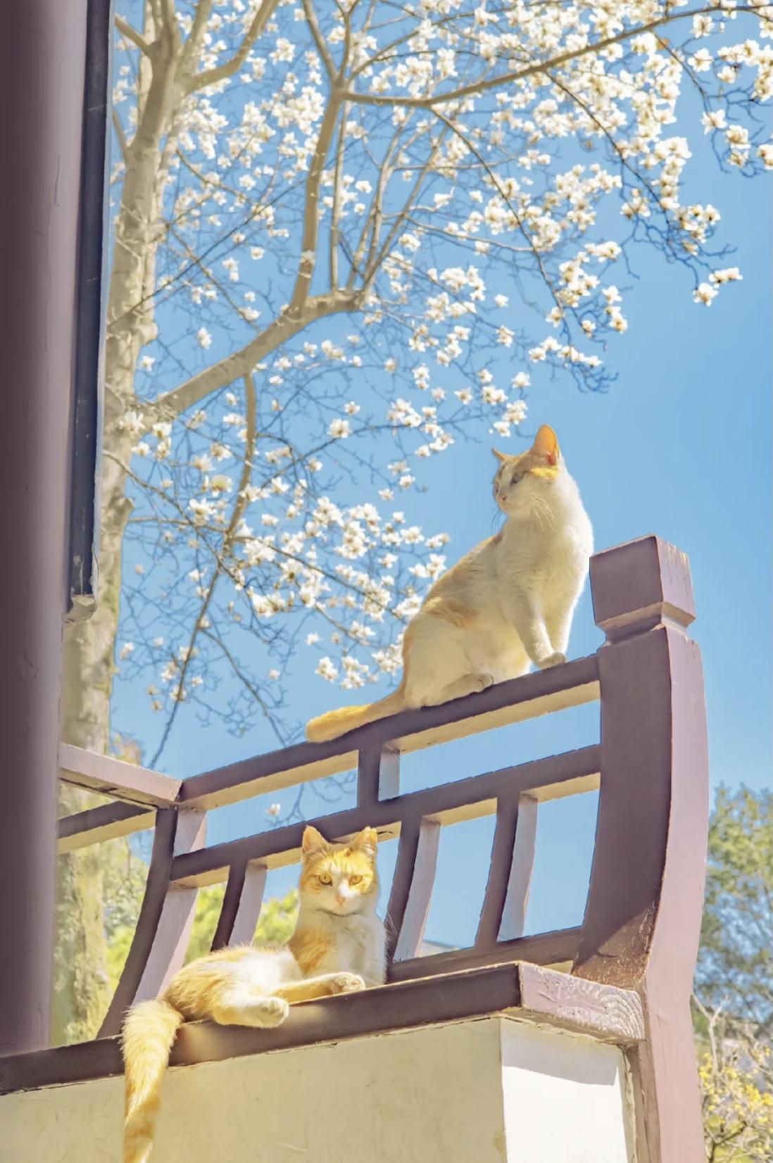 治愈系壁纸｜132张可爱小猫咪的样子