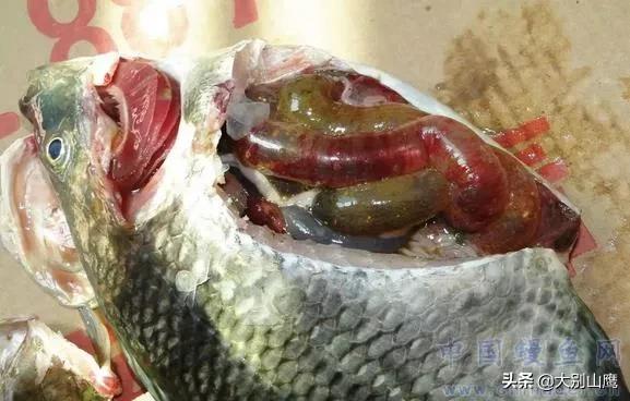 养鱼降低风险最好方法,养鱼不杀菌可以吗