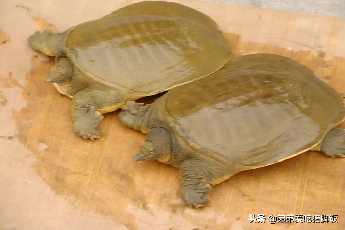 野性十足的白云湖甲鱼,济南白云湖甲鱼馆