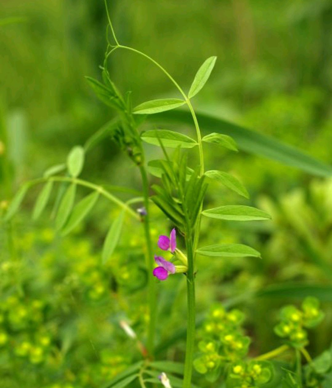 可以吃的野菜大全100种图解,教你认识100种野菜