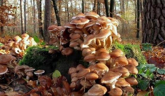 地球上现存最大的生物是树吗,地球上最大的生物多少米