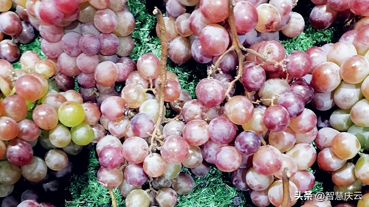 庆云县尚堂镇致富能手宗兴林：扎根乡土领路群众致富