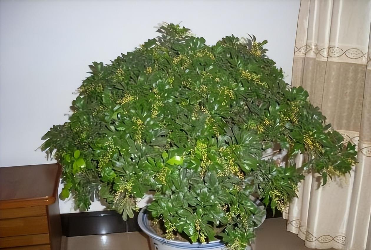 养花达人必备的44个养花绝技,8个实用的养花小技巧