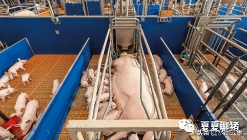 仔猪母猪产床,养猪技术母猪产床