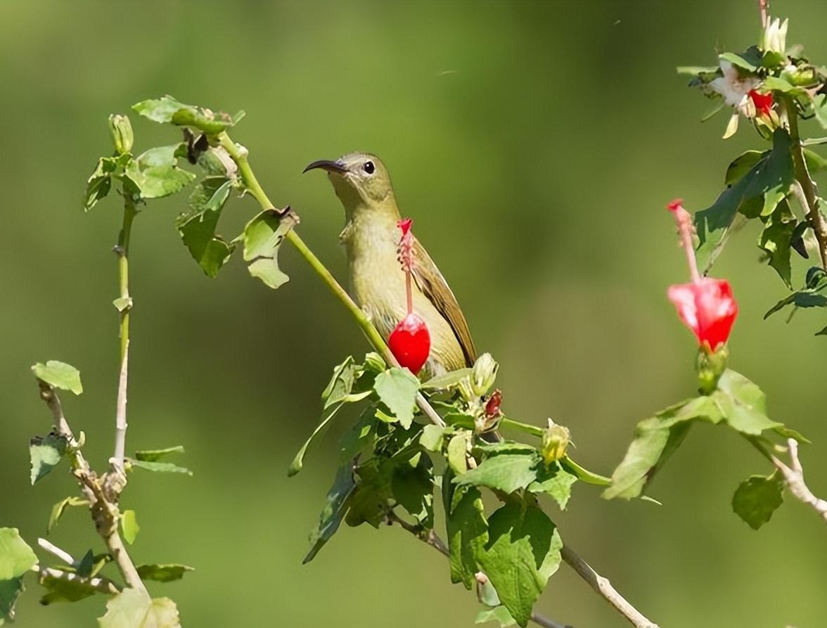 捕食者对鸟类繁殖的影响,鸟类的饮食发生变化