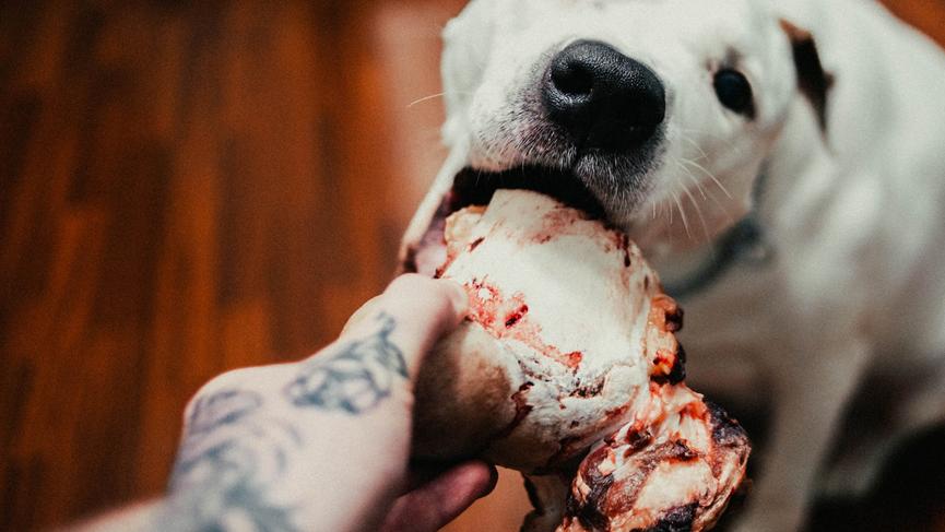 这几天狗狗不怎么吃狗粮怎么回事,狗狗这几天不肯吃狗粮怎么回事