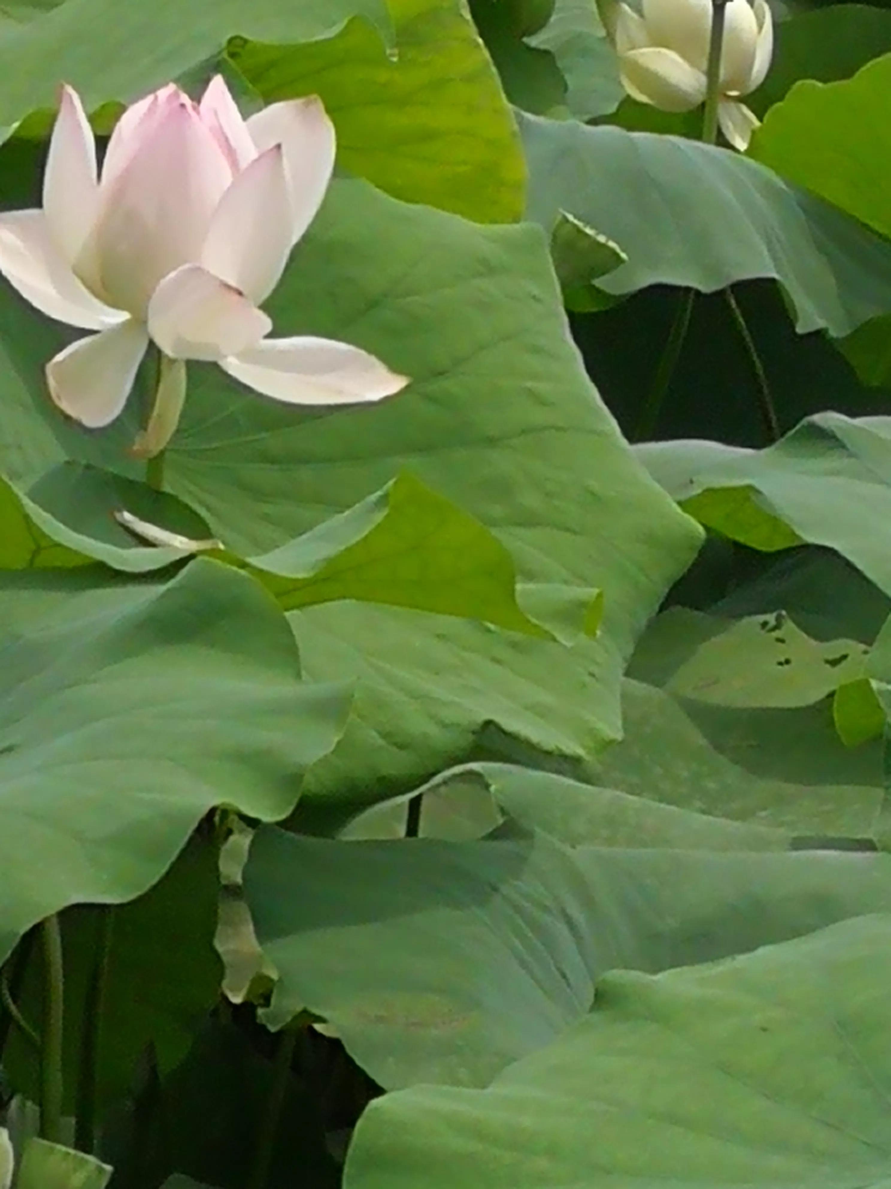 娇艳欲滴又清新雅致的荷花,娇羞迷人的荷花