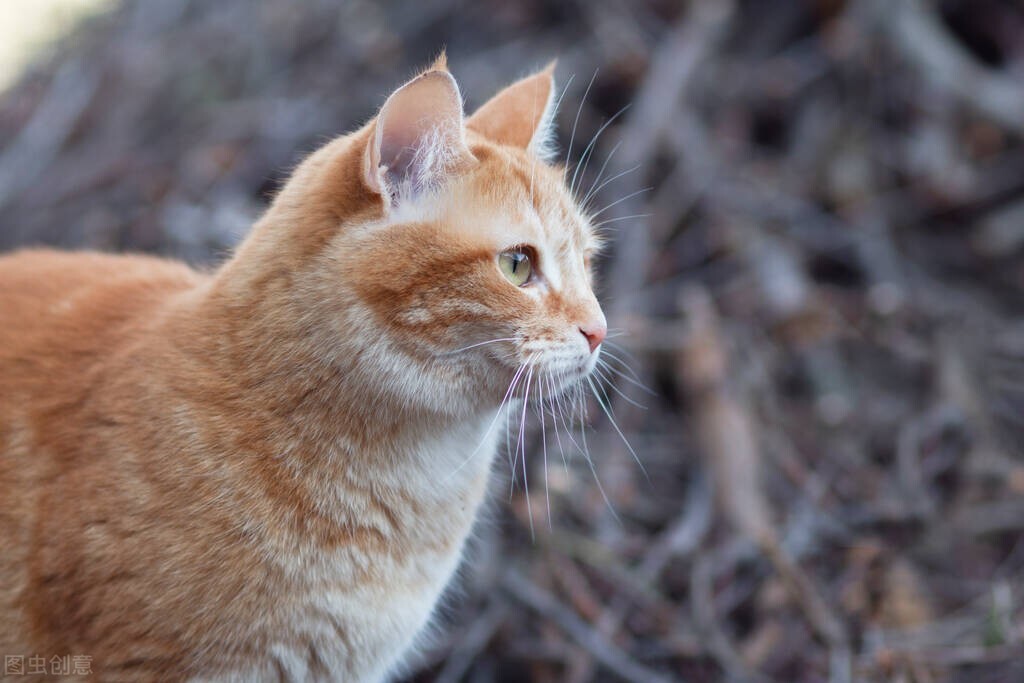 母猫乳腺炎症状治疗方法,母猫乳腺炎