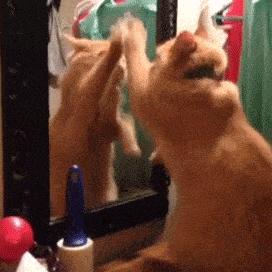 低智商猫的十大特征,高智商的猫都有哪些表现