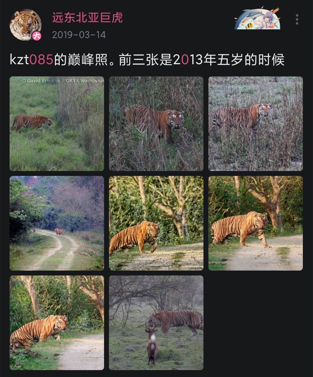 猫科战斗力分析,猫科打不过熊科