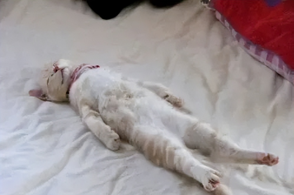 猫咪果蔬,猫咪果蔬脆