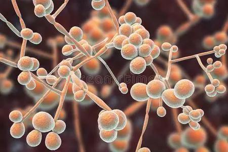 念珠菌真菌感染会引起尿频尿急吗,念珠菌真菌是什么