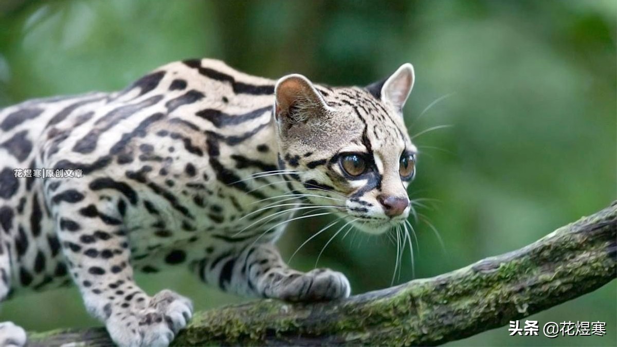 余生林之校和顾魏讨论孩子,林之校小斑虎猫