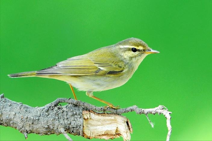 50张最佳鸟类摄影作品,鸟儿大全大图