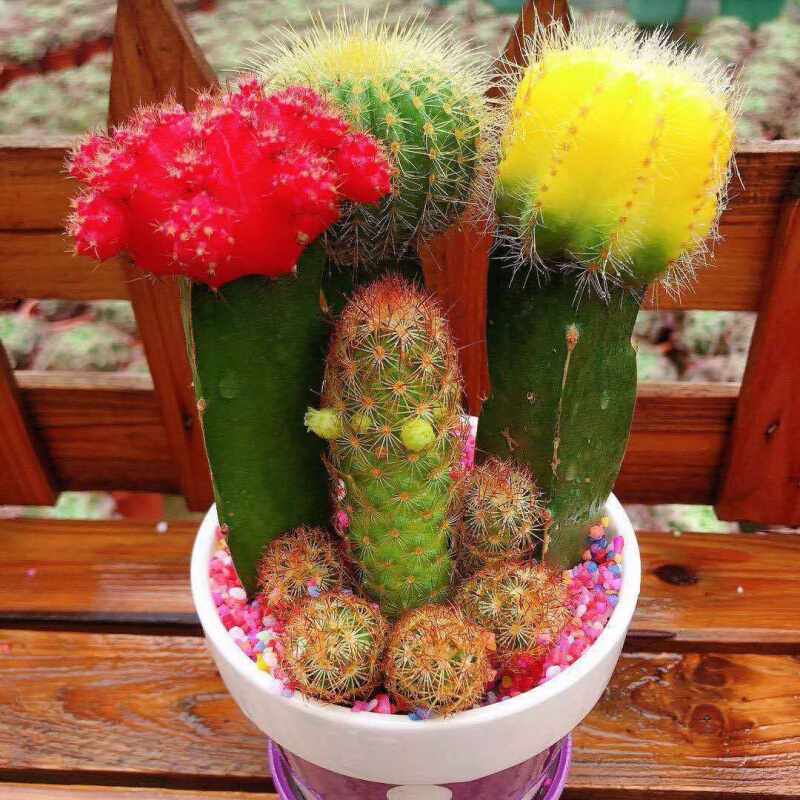 什么样的花好养又耐活,哪些花坑人