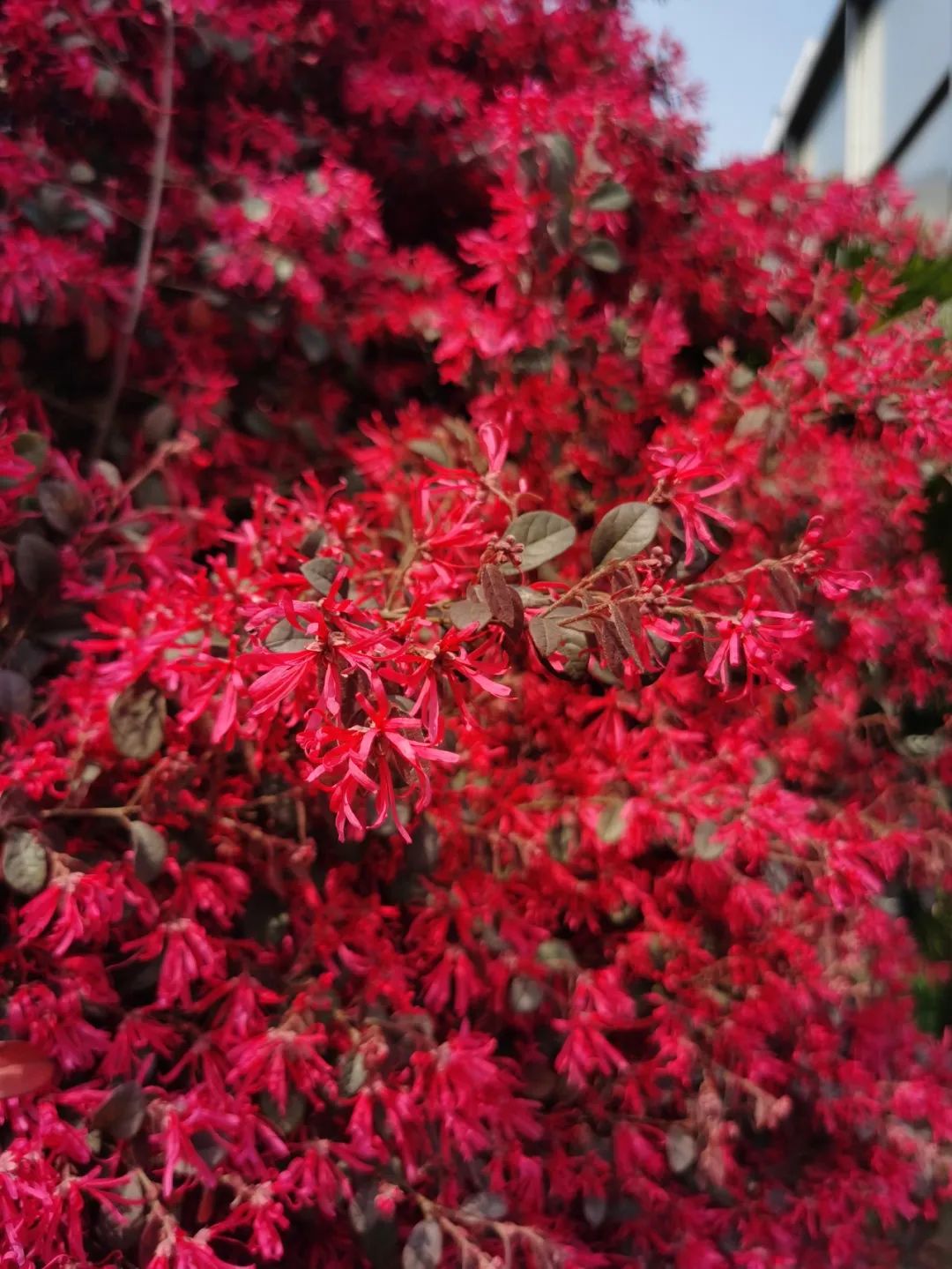 象征富贵福气的檵木花开了,快来看看吧