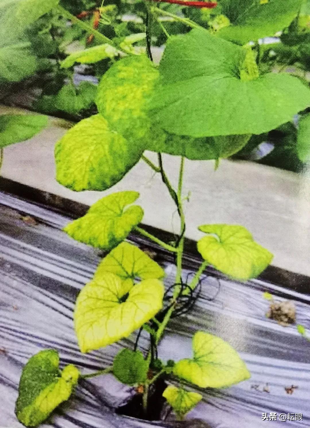 甜瓜底叶发黄什么病,甜瓜叶黄枯萎