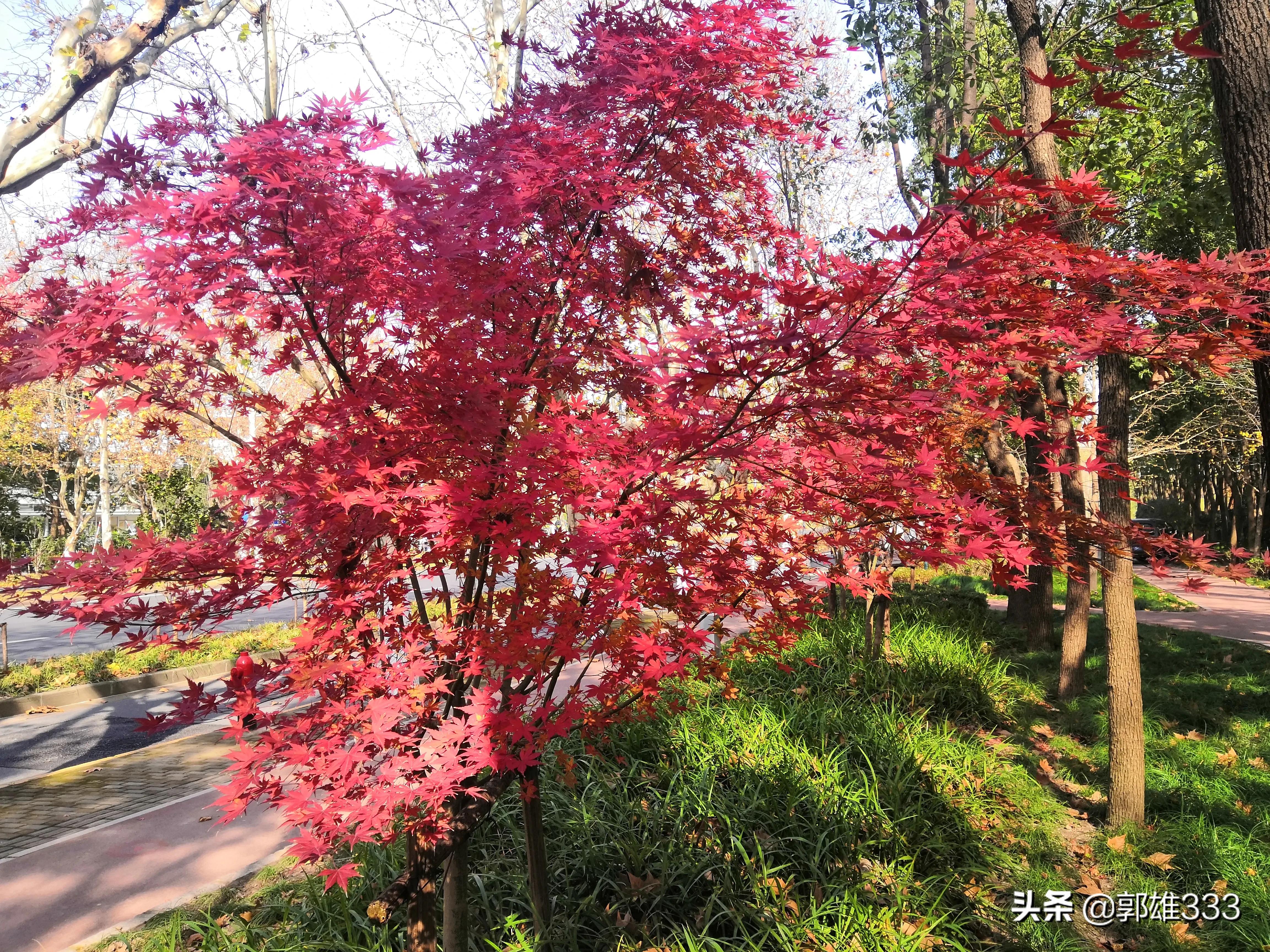 能否让行道树与路名相匹配？
