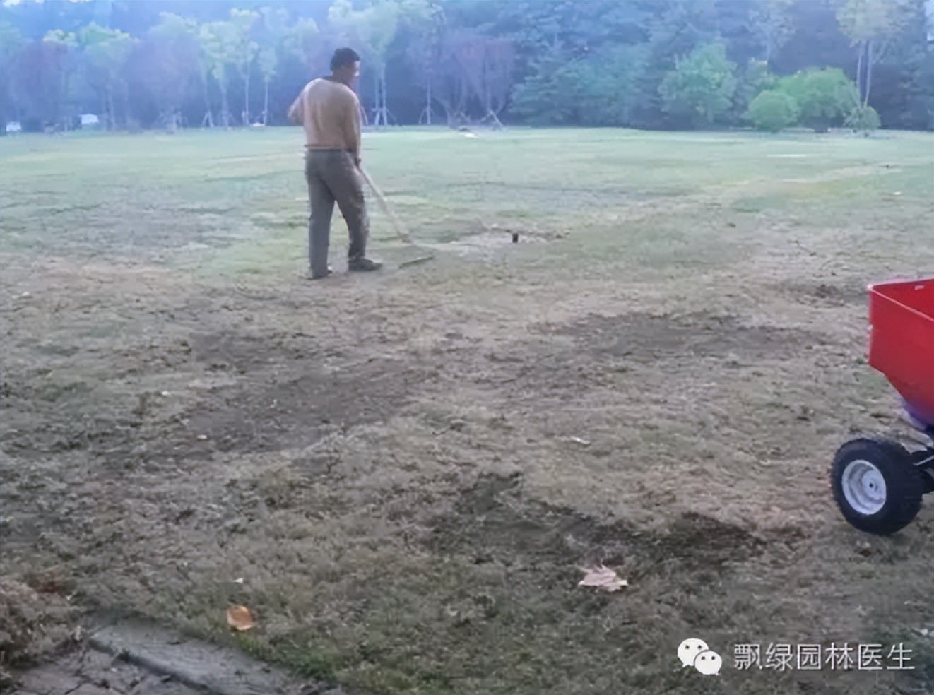 早熟禾草坪生长慢什么原因,草坪枯黄是什么原因怎么根治